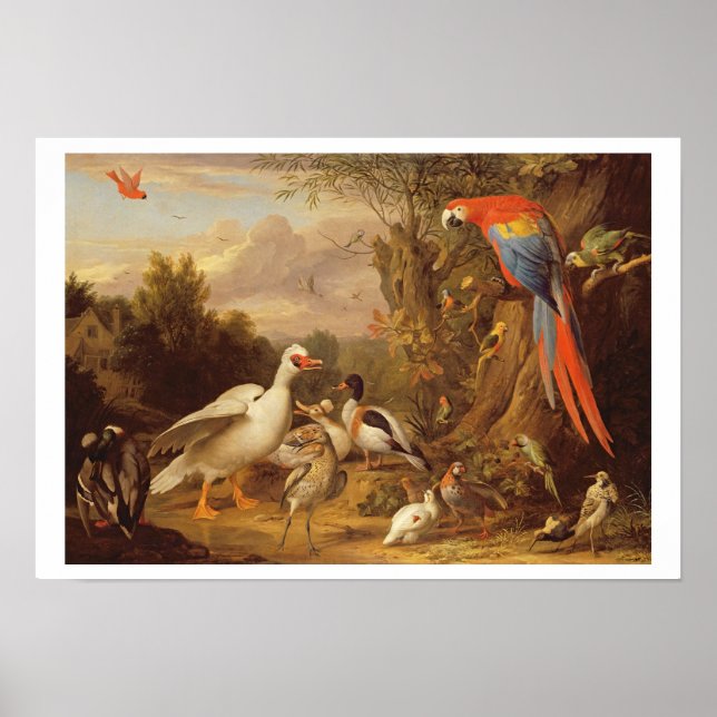 Póster A Macaw, Ducks, Parrots and Other Birds in a Lands (Frente)