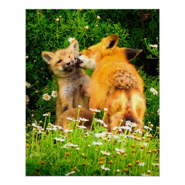 Póster A Mother's Kiss Wildlife Nature Art Print (Anverso)