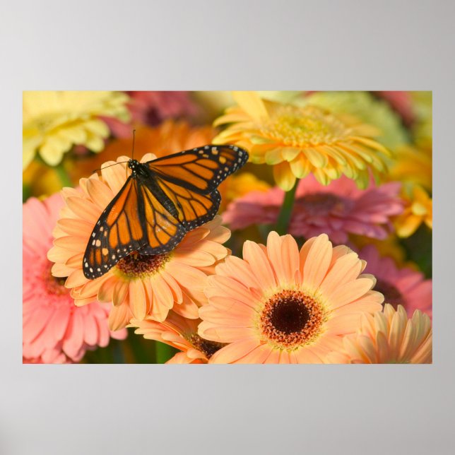 Póster A Mourning Cloak Butterfly (Frente)