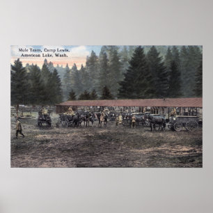Póster A Mule Team at Camp Lewis