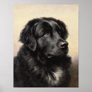 Póster A Newfoundland Poster