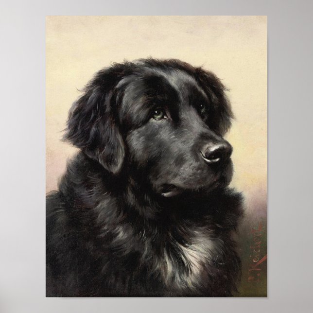 Póster A Newfoundland Poster (Frente)