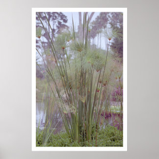 Póster A orillas del agua, Santa Barbara (poster)