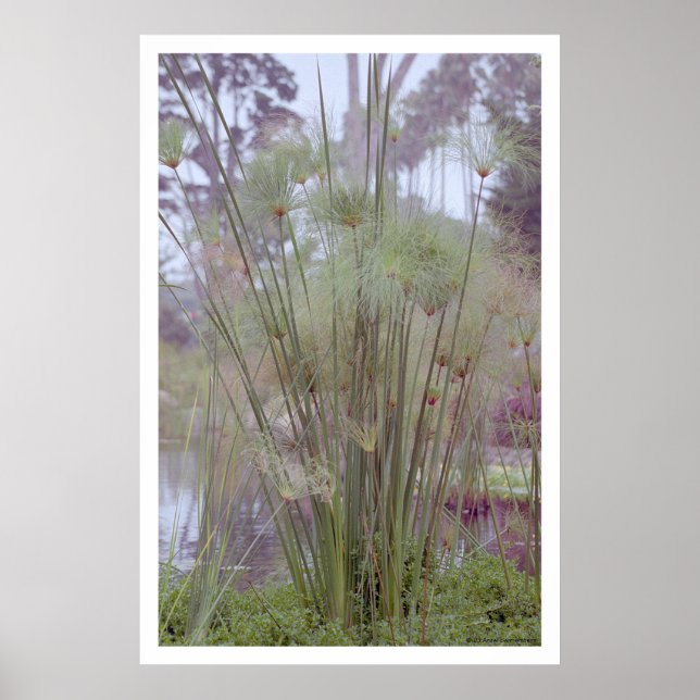 Póster A orillas del agua, Santa Barbara (poster) (Frente)