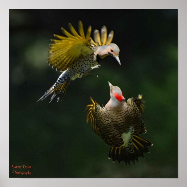 Póster A Pair of Northern Flickers (Frente)