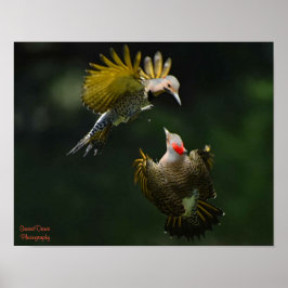 Póster A Pair of Northern Flickers Poster