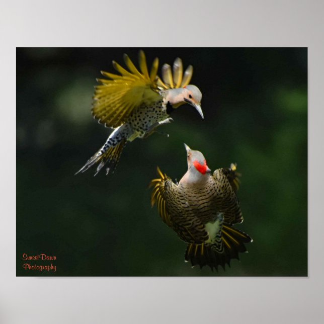 Póster A Pair of Northern Flickers Poster (Frente)