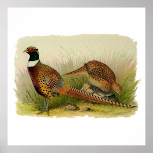 Póster A pair of Ring necked pheasants in a grassy field