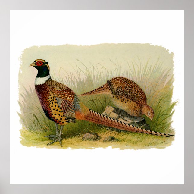 Póster A pair of Ring necked pheasants in a grassy field (Frente)