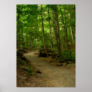 Póster A Path in the Woods