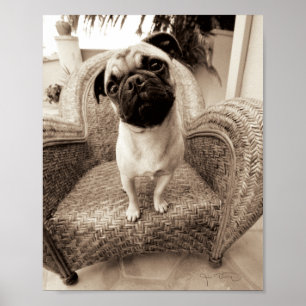 Póster A Pug with its Head Titled to the Side