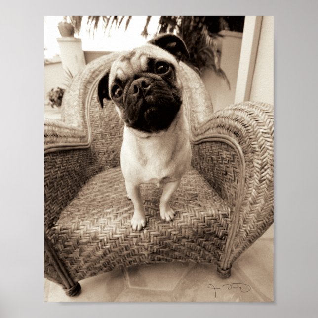 Póster A Pug with its Head Titled to the Side (Frente)