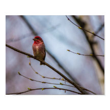 A PURPLE FINCH IN MAINE 10 X 8 ARCHIVAL PRINT