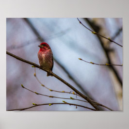 PÓSTER A PURPLE FINCH IN MAINE 10 X 8 ARCHIVAL PRINT