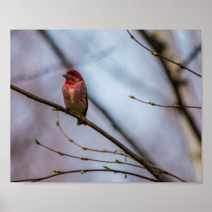 PÓSTER A PURPLE FINCH IN MAINE 10 X 8 ARCHIVAL PRINT