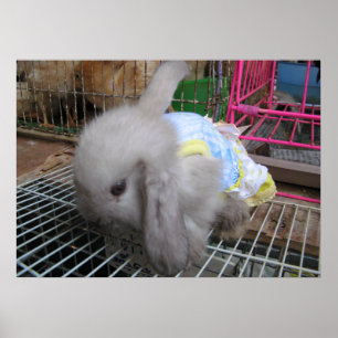 Póster A Rabbit in a Dress  かわいい  幸せ