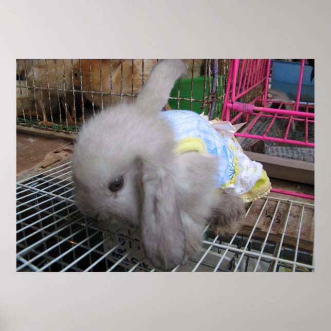 Póster A Rabbit in a Dress  かわいい  幸せ (Frente)