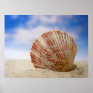 Póster A Shell Propped In The Sand