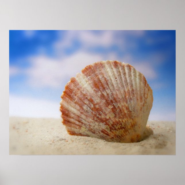 Póster A Shell Propped In The Sand (Frente)