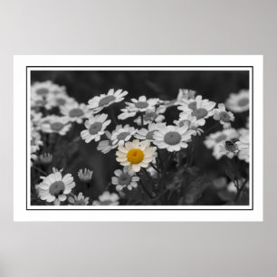Póster A Special Daisy