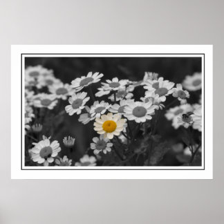 Póster A Special Daisy