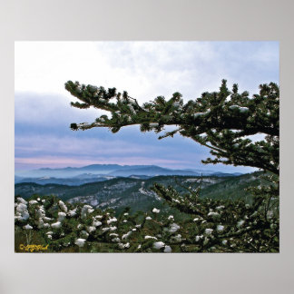 Póster A través de los Boughs de un Pino