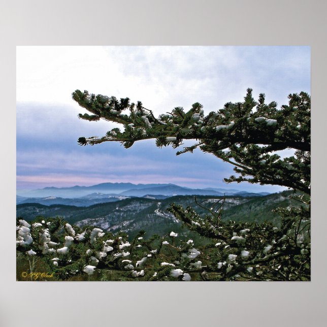 Póster A través de los Boughs de un Pino (Frente)
