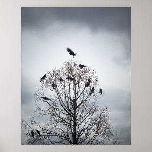Póster A tree in which many crows have rest