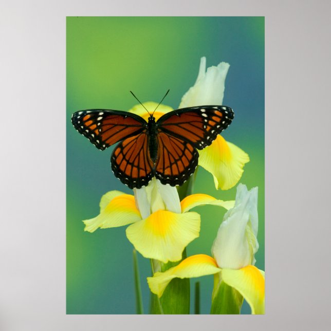 Póster A Viceroy Butterfly on a Yellow Japanese Iris (Frente)