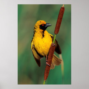 Póster A Village Weaver calling while perched on a reed