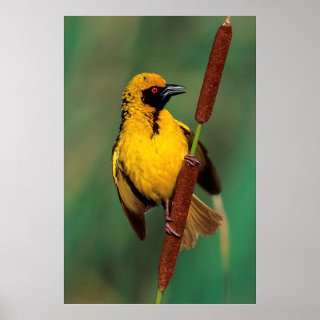 Póster A Village Weaver calling while perched on a reed (Frente)