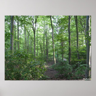 Póster A walk in the woods