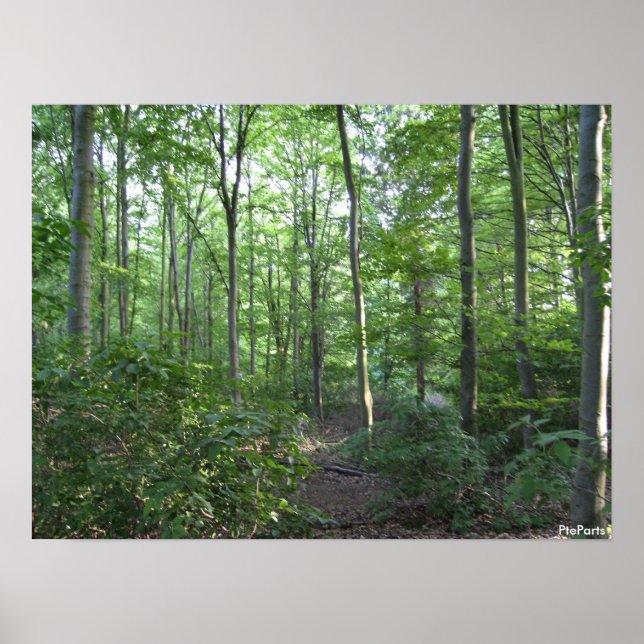 Póster A walk in the woods (Frente)