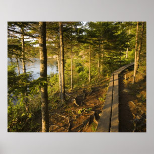 Póster A wooden walkway in Acadia National Park Maine