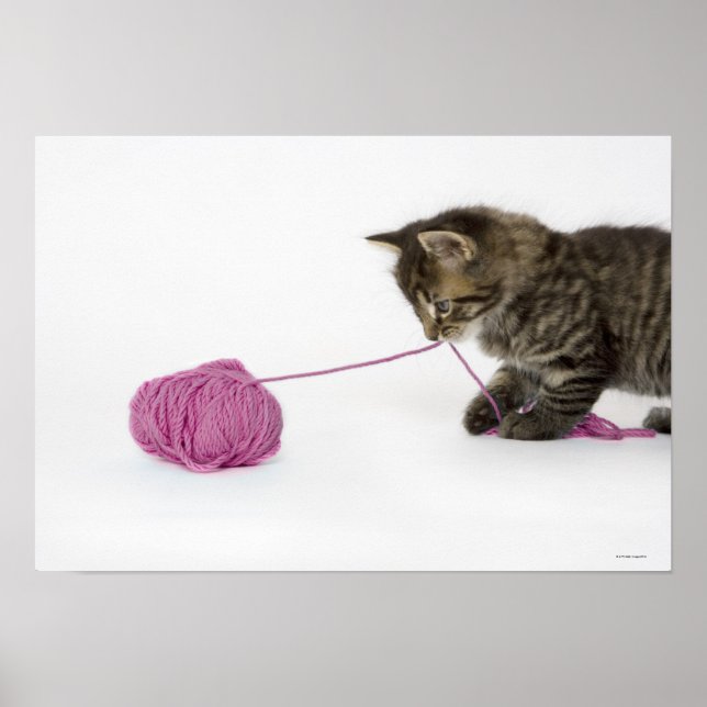 Póster A young tabby kitten playing (Frente)
