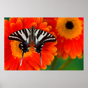 Póster A Zebra Swallowtail Butterfly