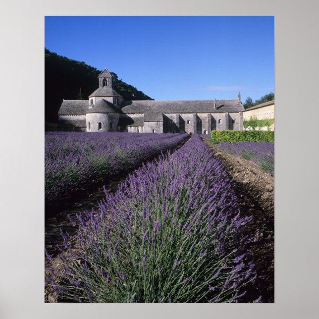 Póster Abadía de Sénanque, Gordes, Vaucluse, Provenza, (Frente)