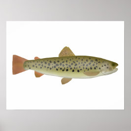 Póster Abant Trout
