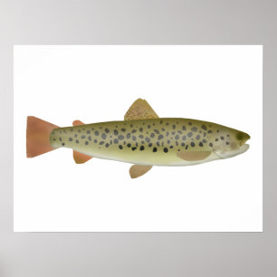 Póster Abant Trout