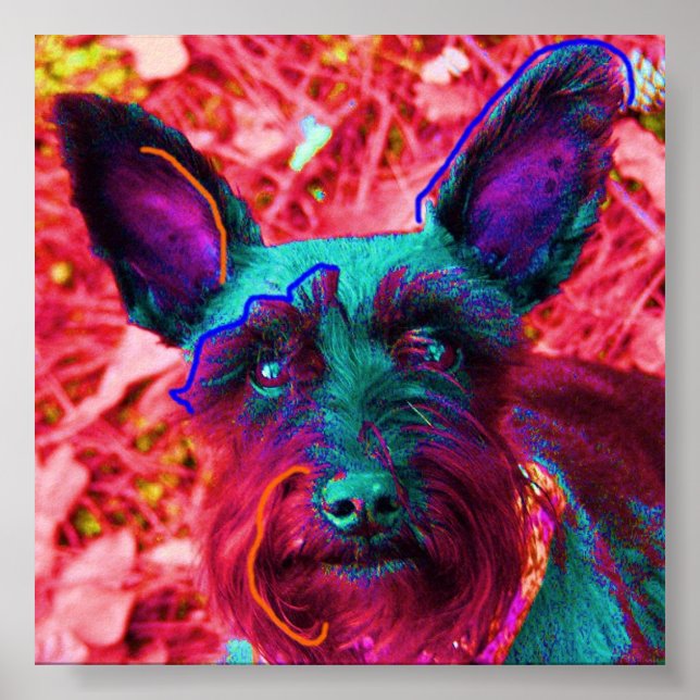 Póster Abby el Schnauzer (Frente)