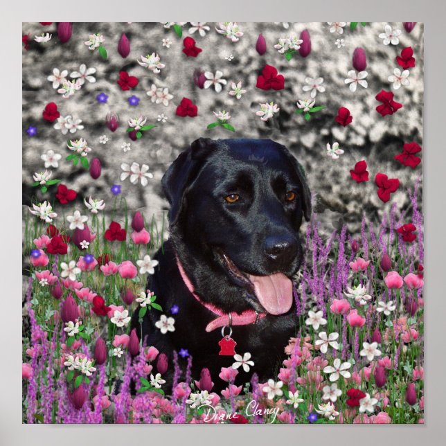 Póster Abby en flores - perro del laboratorio negro (Frente)