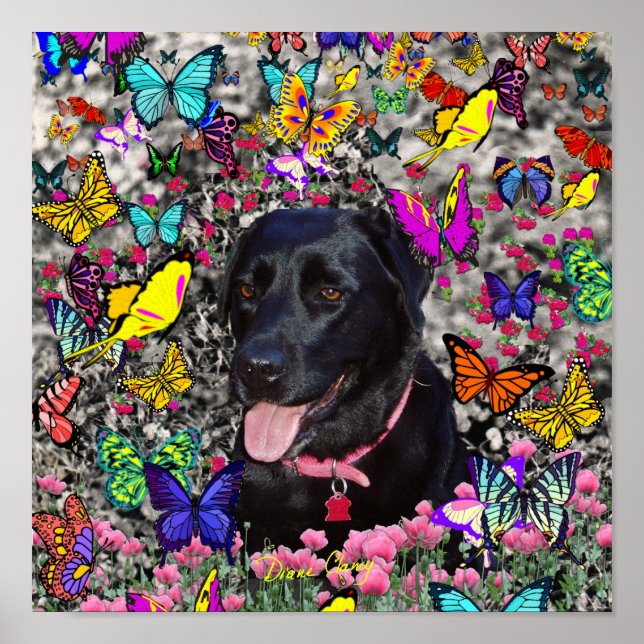 Póster Abby en mariposas - Perro del Laboratorio Negro (Frente)