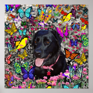 Póster Abby en mariposas - perro negro del laboratorio