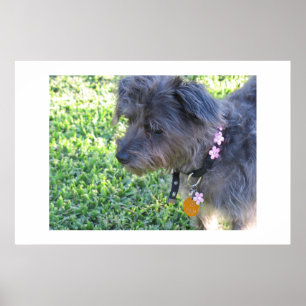 Póster Abby Mae