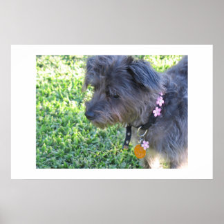 Póster Abby Mae