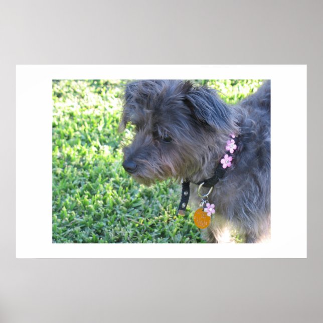 Póster Abby Mae (Frente)