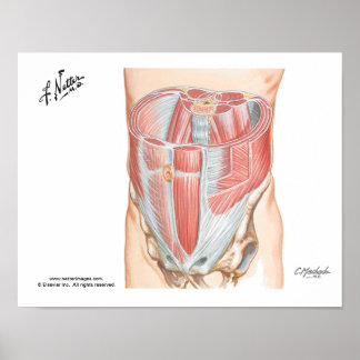 Póster Abdominal Muscles Poster