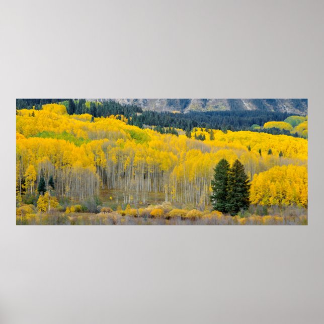 Póster Abedules de otoño en la cordillera Ruby (Frente)