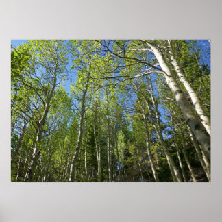 Póster Abedules de verano en Rocky Mountain