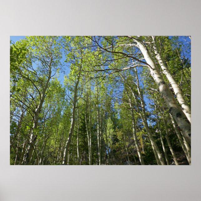 Póster Abedules de verano en Rocky Mountain (Frente)
